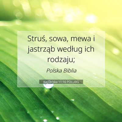 Kapłańska 11:16 Werset Biblijny Wyjaśniony