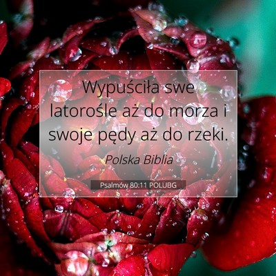 Psalmów 80:11 POLUBG Obraz Wersetu Biblijnego